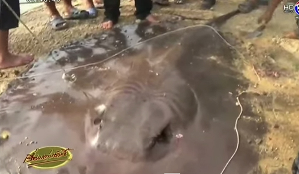 ปลาราหูยักษ์ ที่เด็ก 13 จับได้ บาดเจ็บ-แท้งลูก เตรียมปล่อยเจ้าพระยา