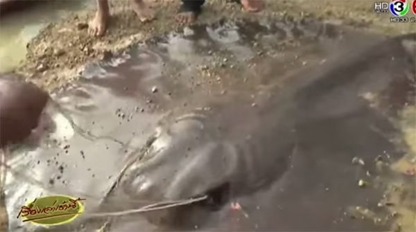 ปลาราหูยักษ์ ที่เด็ก 13 จับได้ บาดเจ็บ-แท้งลูก เตรียมปล่อยเจ้าพระยา