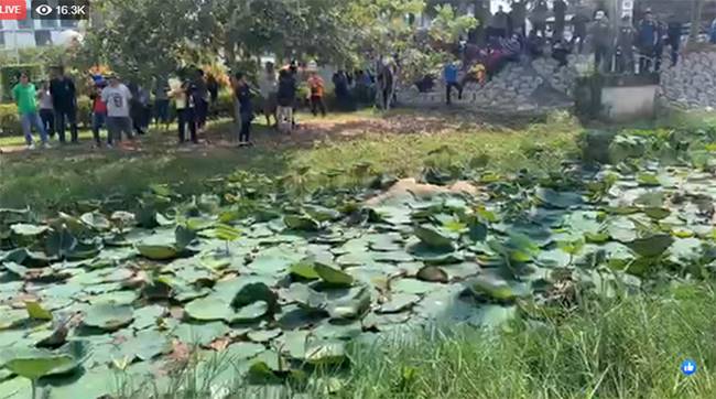 ยีราฟจมน้ำตาย