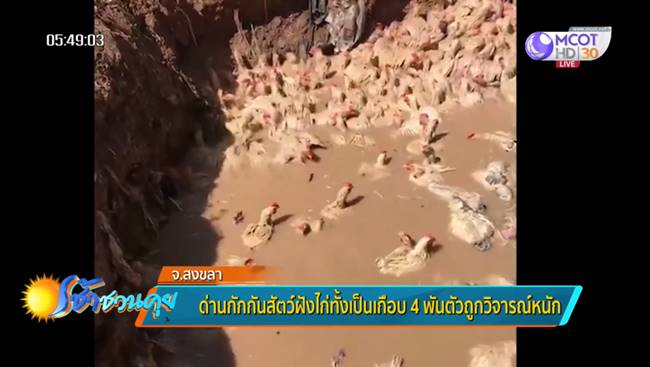 ฝังไก่ทั้งเป็น