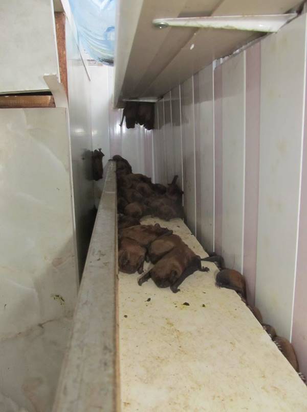 ค้างคาว