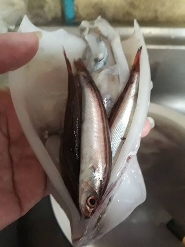 หมึกยัดไส้ปลา