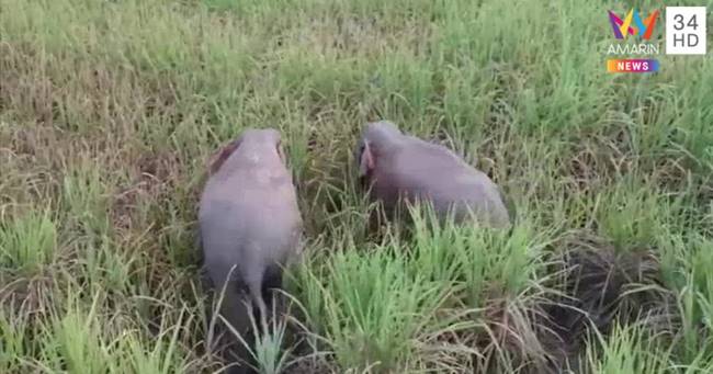 ไล่ช้าง