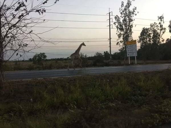 ยีราฟหาย