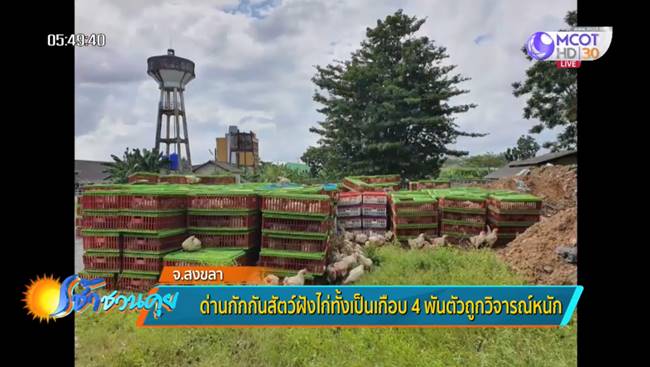 ฝังไก่ทั้งเป็น