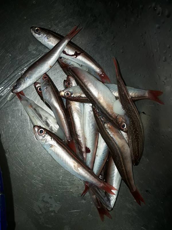 หมึกยัดไส้ปลา