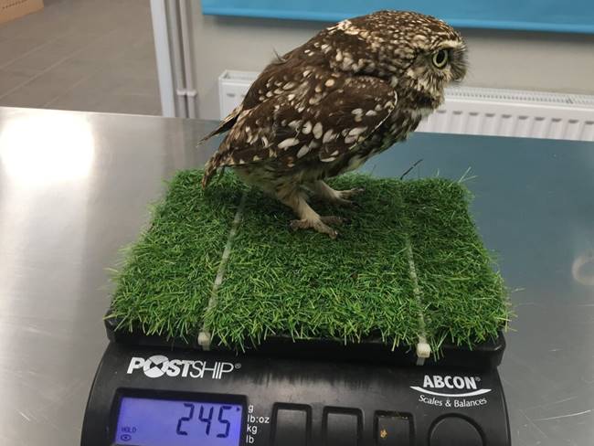 นกฮูกหล่นพื้น