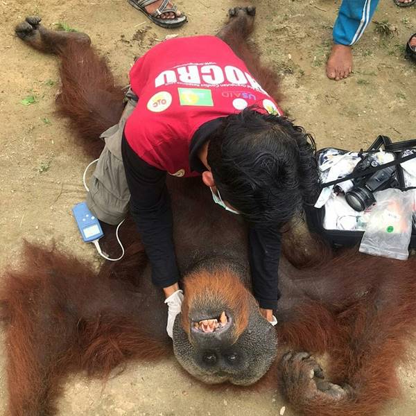 ยิงสัตว์