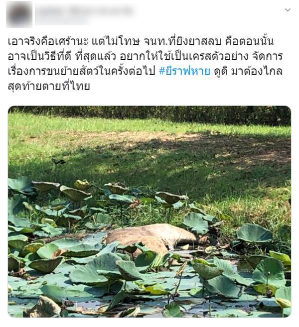 ยีราฟหาย