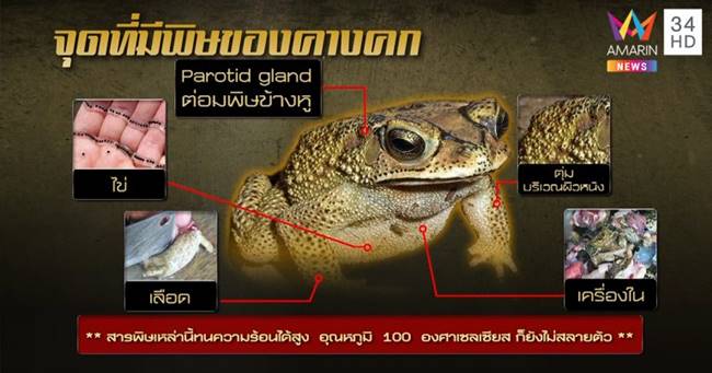 ยาดองเหล้า