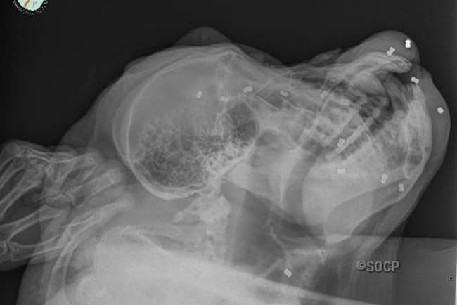 ยิงสัตว์