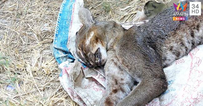 ล่าเสือไฟ