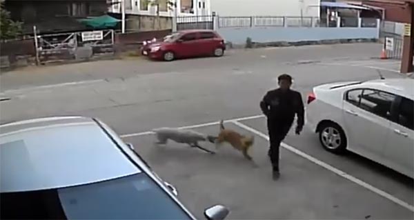 โดนเจ้าถิ่นชนแล้วหนี