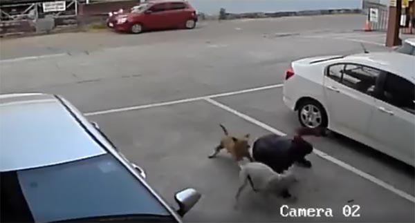 โดนเจ้าถิ่นชนแล้วหนี