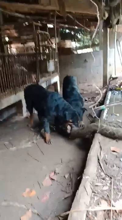  4 ร็อตไวเลอร์รุมขย้ำไอ้เหลือมยักษ์