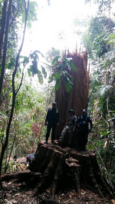 บุกจับมอดไม้ตัดต้นตะเคียน