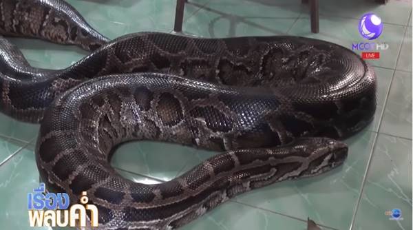 พระเลี้ยงงูเหลือมยักษ์