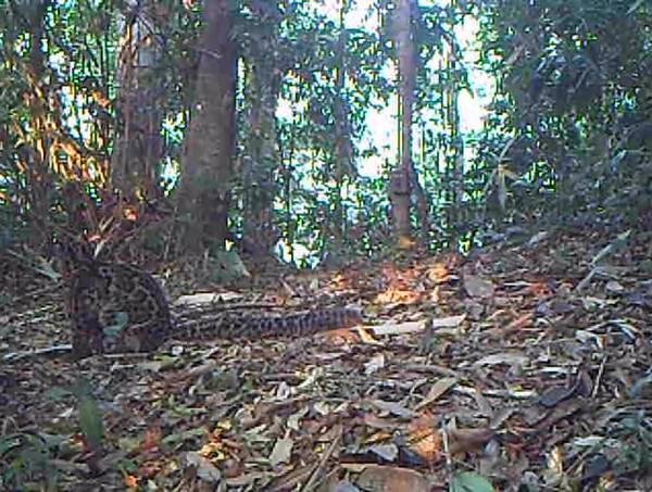 แมวลายหินอ่อน