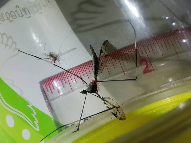 ยุงยักษ์