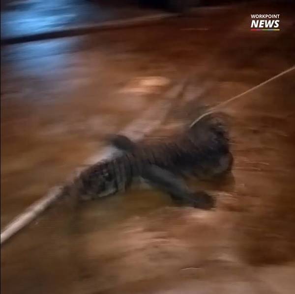 จระเข้ฟาดหาง