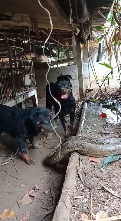  4 ร็อตไวเลอร์รุมขย้ำไอ้เหลือมยักษ์