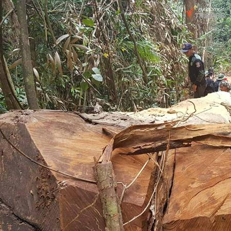 บุกจับมอดไม้ตัดต้นตะเคียน