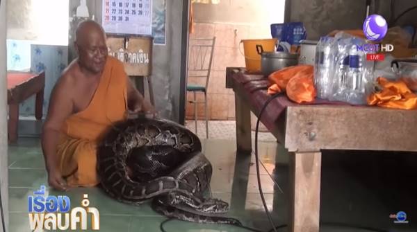 พระเลี้ยงงูเหลือมยักษ์