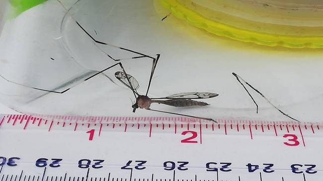 ยุงยักษ์