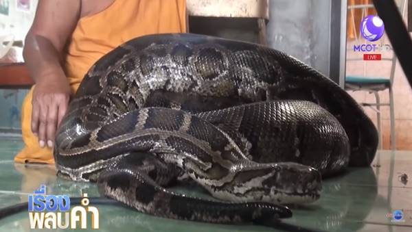 พระเลี้ยงงูเหลือมยักษ์