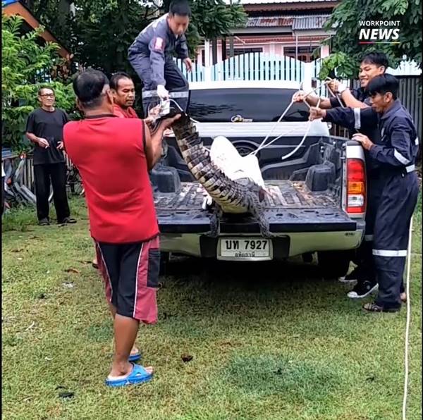 จระเข้ฟาดหาง