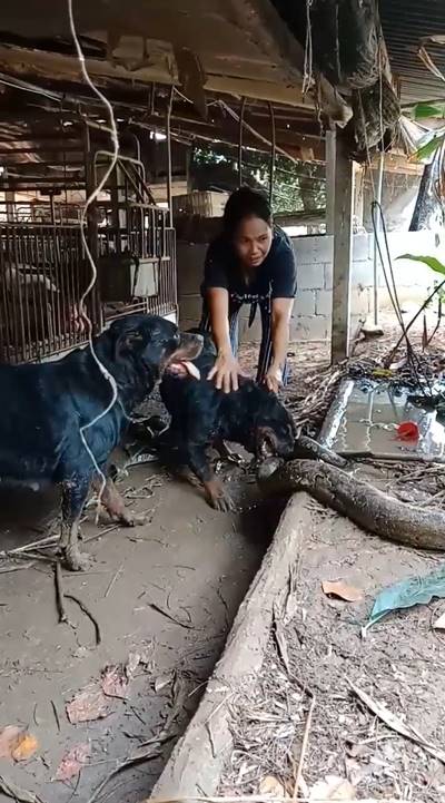  4 ร็อตไวเลอร์รุมขย้ำไอ้เหลือมยักษ์