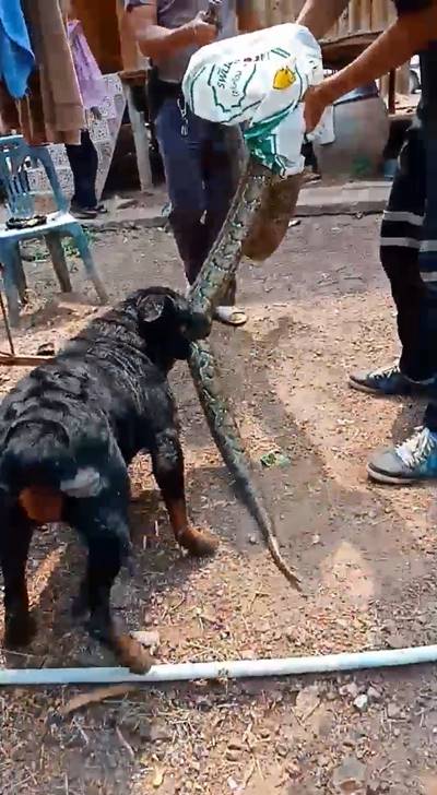  4 ร็อตไวเลอร์รุมขย้ำไอ้เหลือมยักษ์