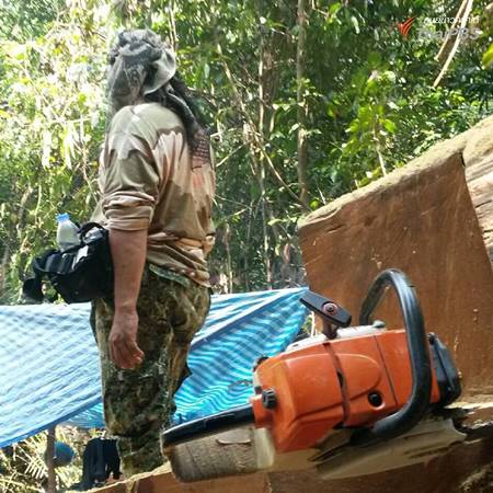 บุกจับมอดไม้ตัดต้นตะเคียน