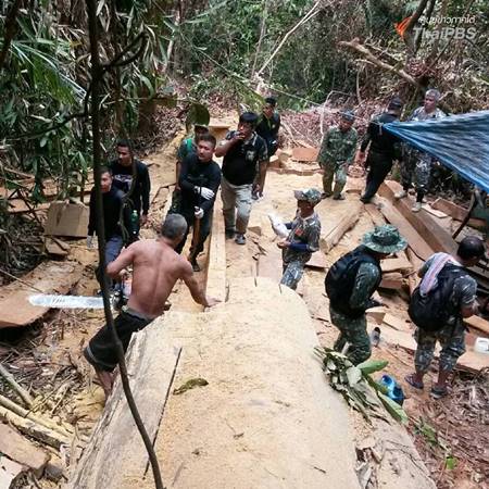 บุกจับมอดไม้ตัดต้นตะเคียน