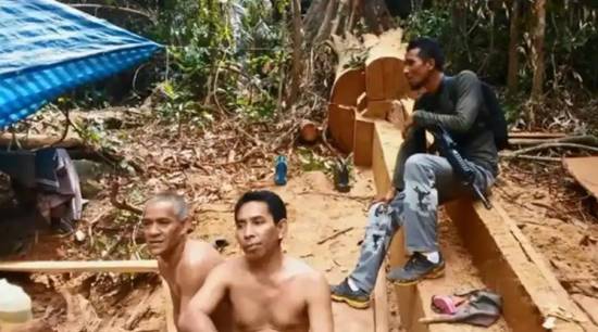 บุกจับมอดไม้ตัดต้นตะเคียน