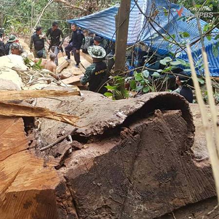 บุกจับมอดไม้ตัดต้นตะเคียน