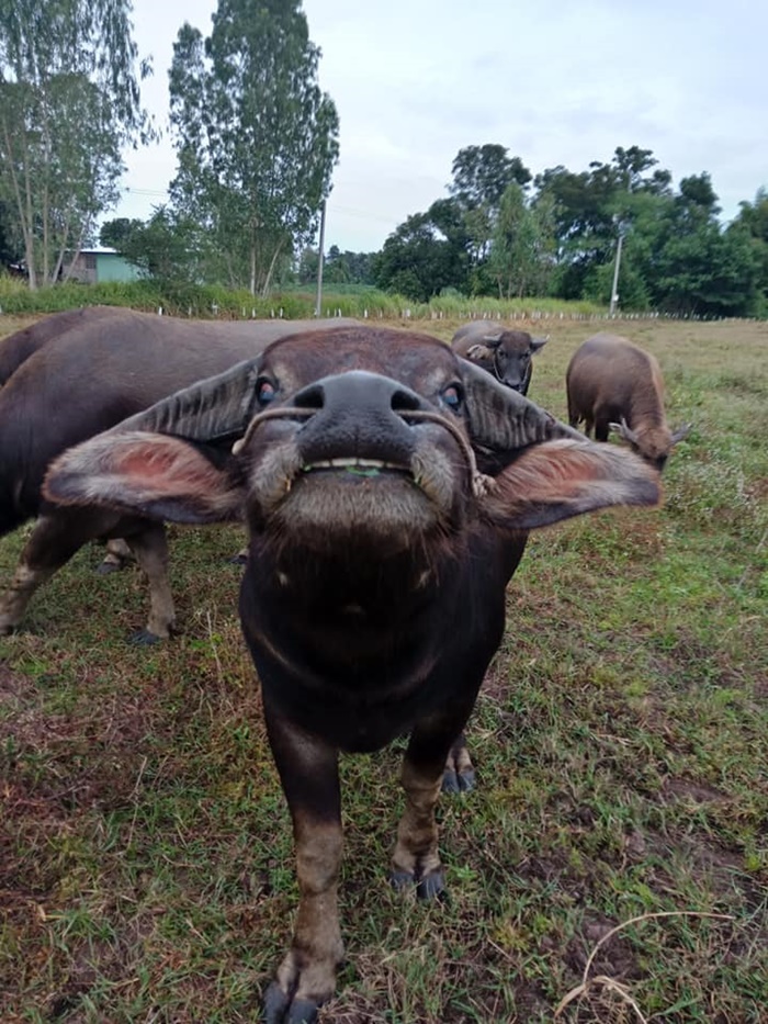 คำแพง ควายแคระ