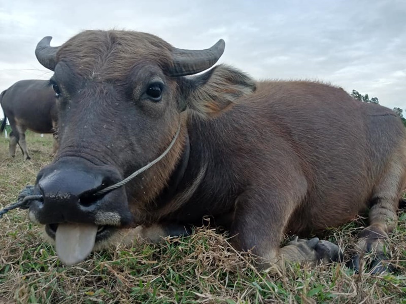 คำแพง ควายแคระ