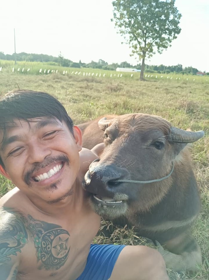 คำแพง ควายแคระ