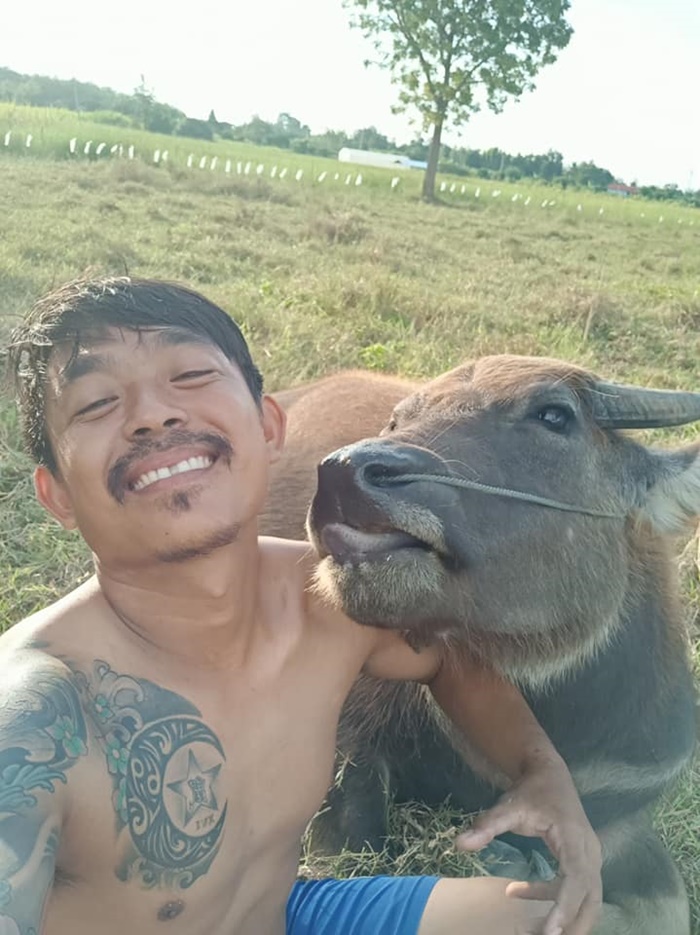 คำแพง ควายแคระ