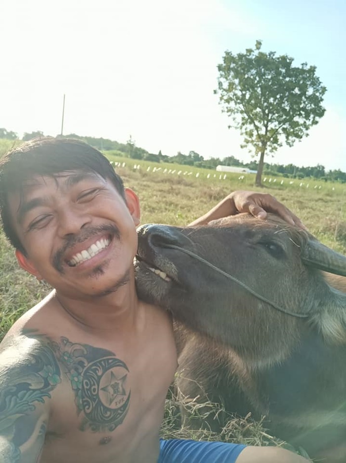 คำแพง ควายแคระ