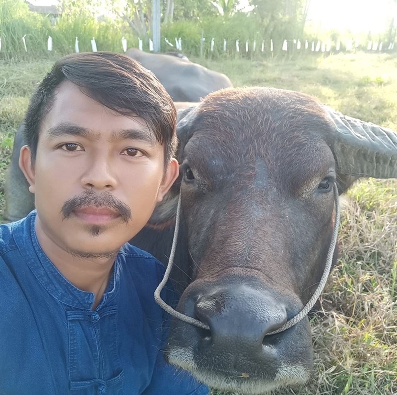 คำแพง ควายแคระ