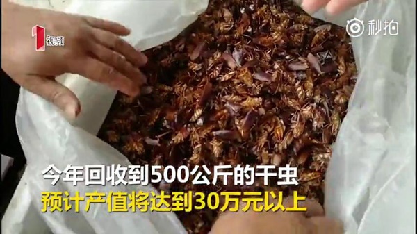 แมลงสาบ