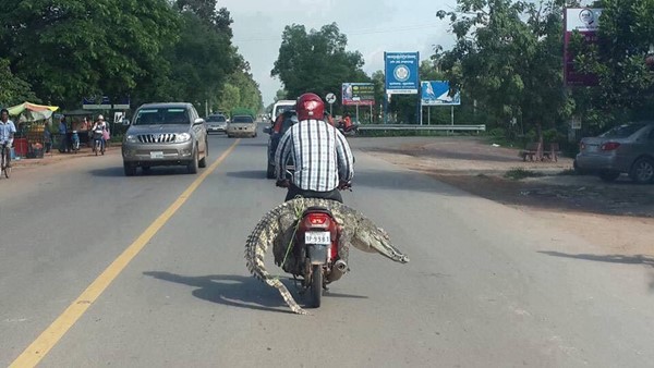 ชายจับจระเข้ตัวเขื่องเทินขึ้นท้ายมอเตอร์ไซค์