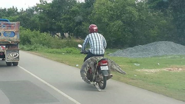 ชายจับจระเข้ตัวเขื่องเทินขึ้นท้ายมอเตอร์ไซค์