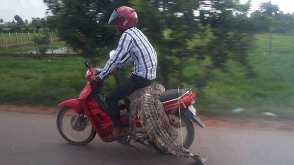 ชายจับจระเข้ตัวเขื่องเทินขึ้นท้ายมอเตอร์ไซค์