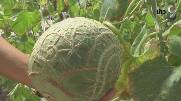 เมล่อนชุดพิเศษ ลวดลายเลข 9 ไทย