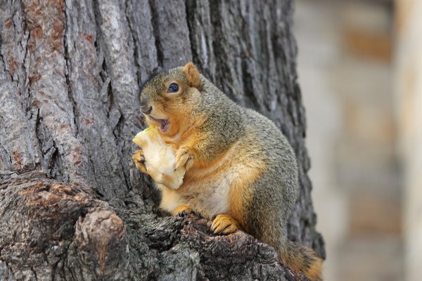 กระรอกซีกโลกเหนือพากันอ้วน