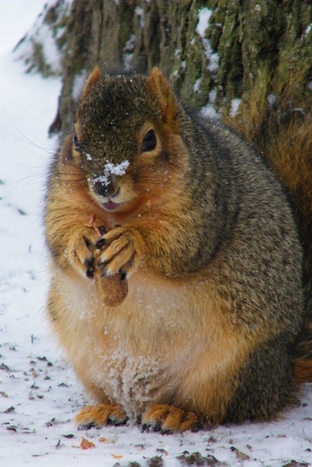 กระรอกซีกโลกเหนือพากันอ้วน