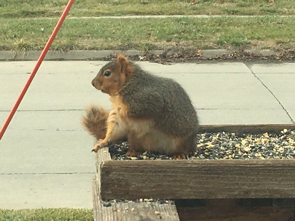 กระรอกซีกโลกเหนือพากันอ้วน